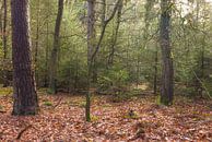 Velhorst estate - Lochem (Netherlands) by Marcel Kerdijk thumbnail