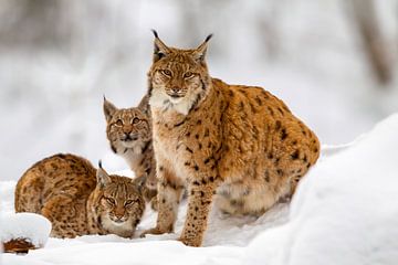 Lynx in de winter van Dirk Rüter