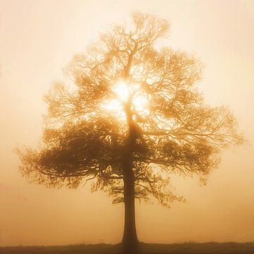 Eenzaam boom in de mist