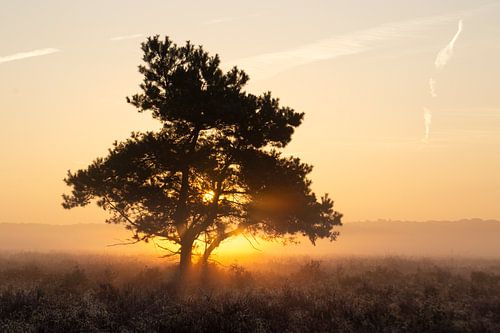 Lever de soleil brumeux sur la Veluwe