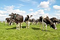 Cows in the countryside of the Netherlands in spring by Eye on You thumbnail