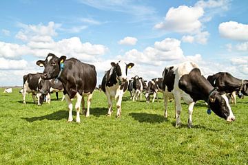 Koeien op het platteland van Nederland in de lente van Eye on You