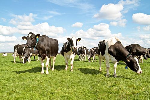 Koeien op het platteland van Nederland in de lente