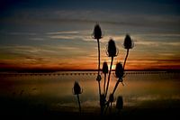 Grande cardère au coucher du soleil - couchée
