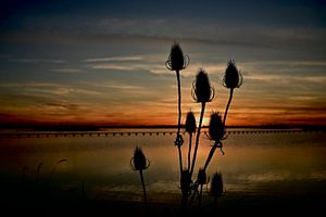 Grande cardère au coucher du soleil - couchée