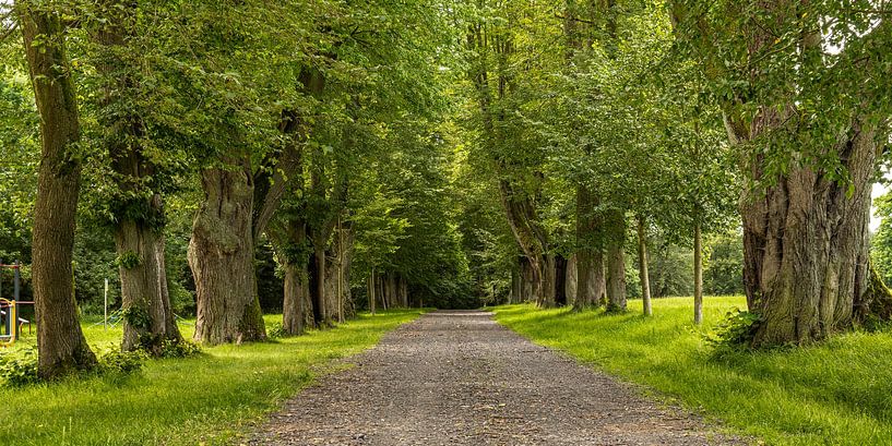 Alte Baumallee mit Linden bei Lipova von Holger W. Spieker