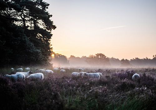 Wolfhezer heide part 20