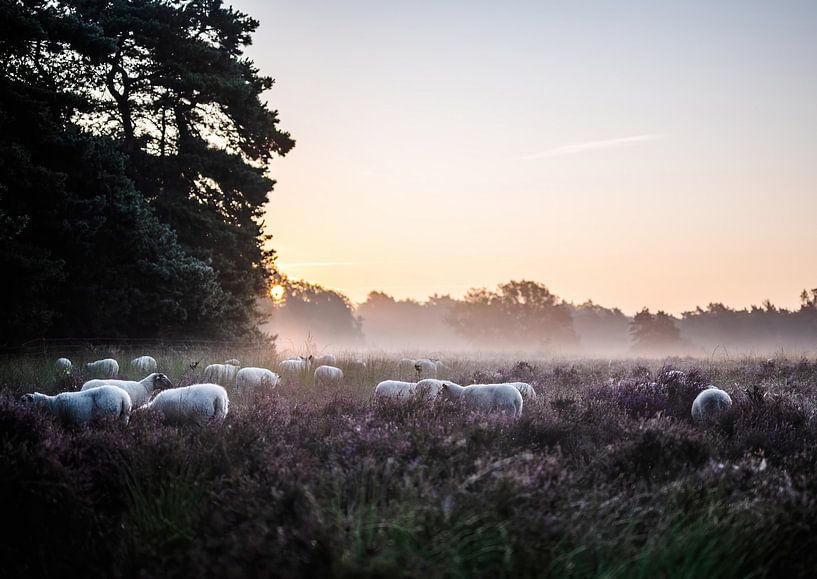 Wolfhezer heide part 20 van Tania Perneel