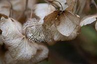 VERGANE GLORIE, Hortensia van Ankie Kooi thumbnail