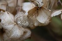 VERGANE GLORIE, Hortensia