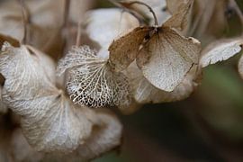 FADED GLORY, hydrangea by Ankie Kooi