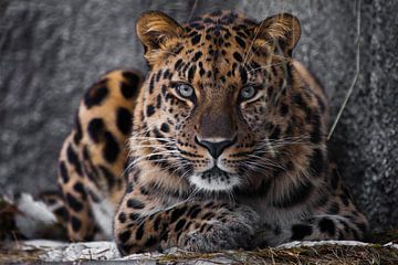 Serieuze blik wrede luipaard van Michael Semenov