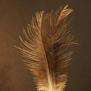 Gold Feathers by BHotography thumbnail