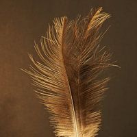 Gouden veren