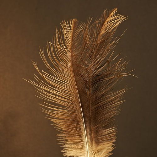 Plumes d'or