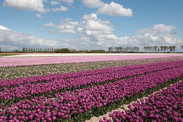 tulpenveld met paarse en roze tulpen met een mooie Hollandse lucht van W J Kok
