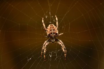 Spin uit eigen Tuin von DoDiLa Foto's