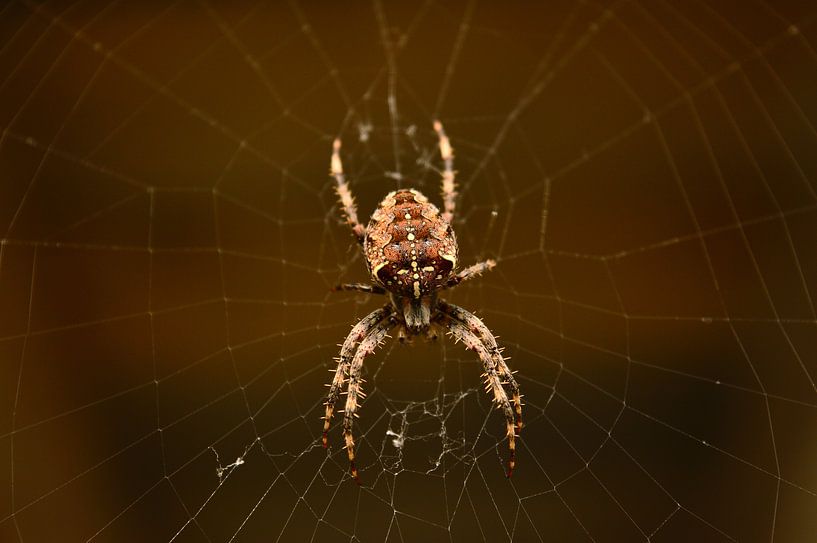 Spin uit eigen Tuin by DoDiLa Foto's