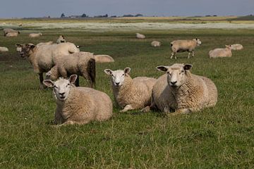 Drie schapen van Gottfried Carls