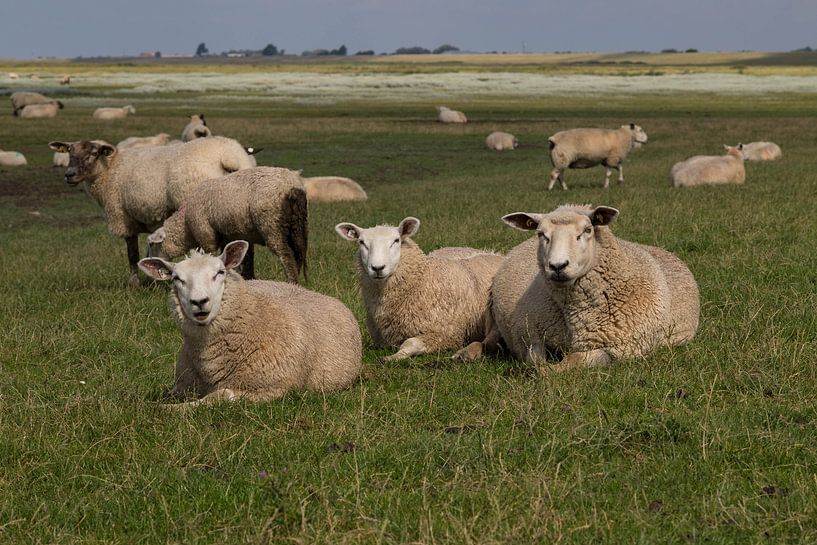 Three sheep by Gottfried Carls