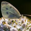 Great Cabbage White nach einer kalten und feuchten Nacht, beim Aufwachen in der spärlichen Morgensonne. von Marjolein Zijlstra