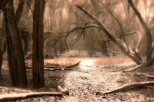 Snow in the forest sur Tim Abeln