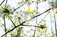 Spring flowers in the trees