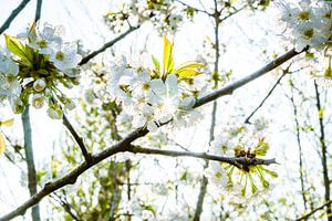 Obstblüte mit strahlender Frühlingssonne von Fotografiecor .nl