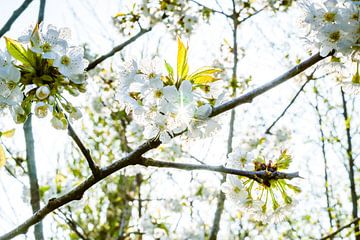 Spring flowers in the trees by Fotografiecor .nl