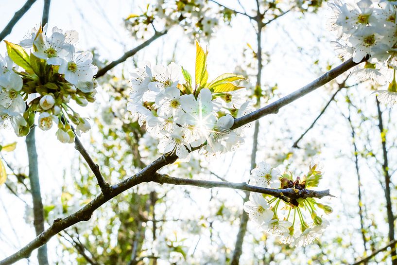 Obstblüte mit strahlender Frühlingssonne von Fotografiecor .nl
