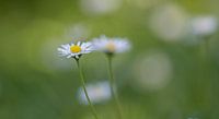 Gänseblümchen