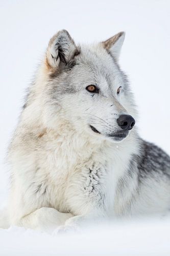 Gray Wolf (Canis lupus) in winter, amber golden eyes.