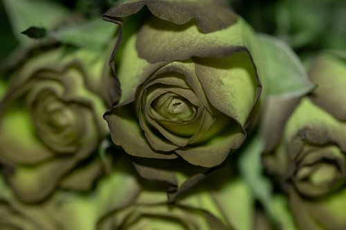 Decoratieve vage rozen kunst