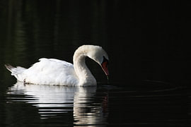 Royal Silence – The Swan in the Dark by Mootjes