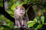 Makaak portret, portrait monkey van Corrine Ponsen thumbnail