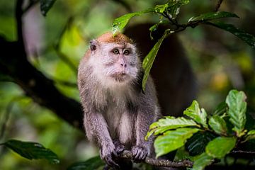 Portrait de macaque sur Corrine Ponsen