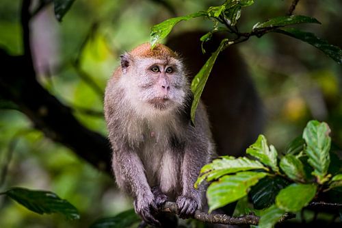 Makaak portret, portrait monkey