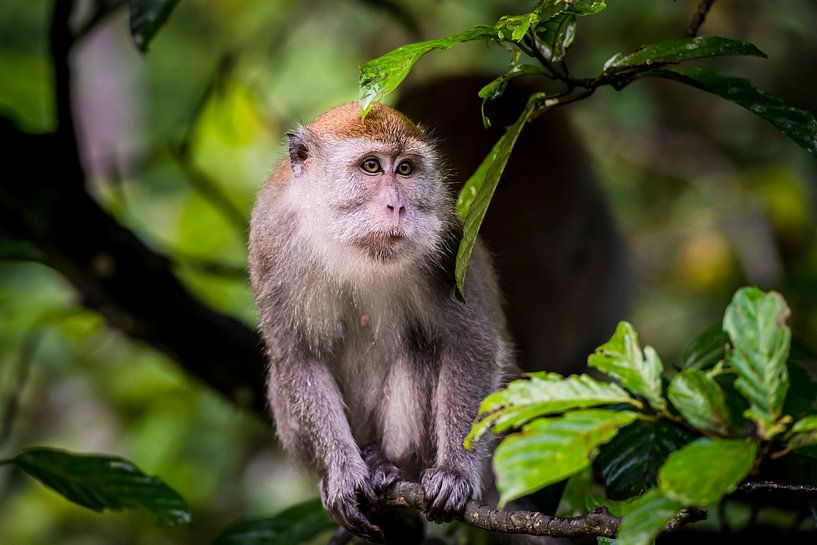 Makaak portret, portrait monkey van Corrine Ponsen