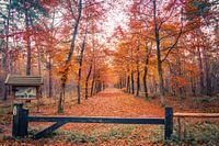 Orange forest...