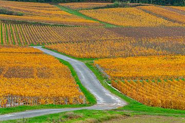 Blick auf Weinberge in der französischen Champagne im Herbst