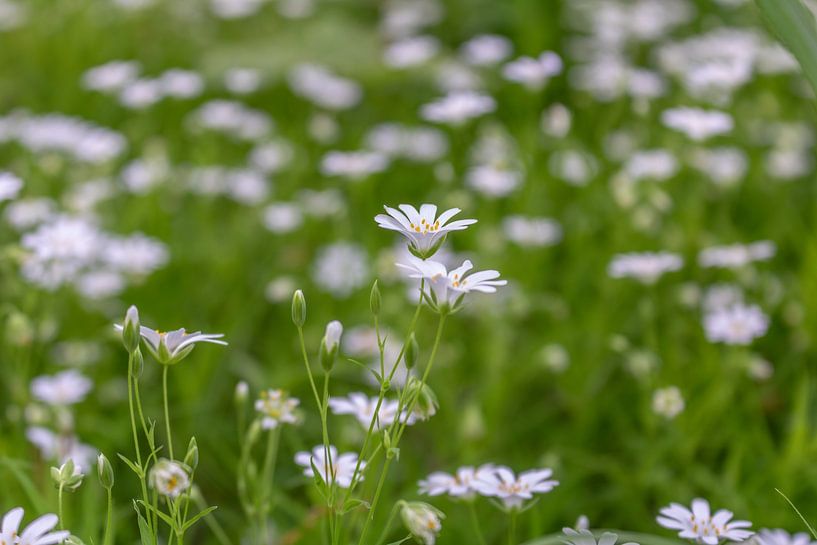 Chickweed - Stellaria holostea by Mixed media vector arts