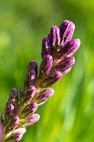 Vlinderhof Leidsche Rijn | Fleur | Lavande en épi
