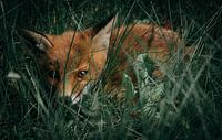 Baby fox in the grass