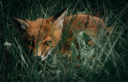 Baby vosje in het gras van Jess Klikt Fotografie