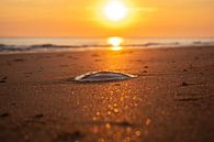 jellyfish at sunset by Eugenlens thumbnail