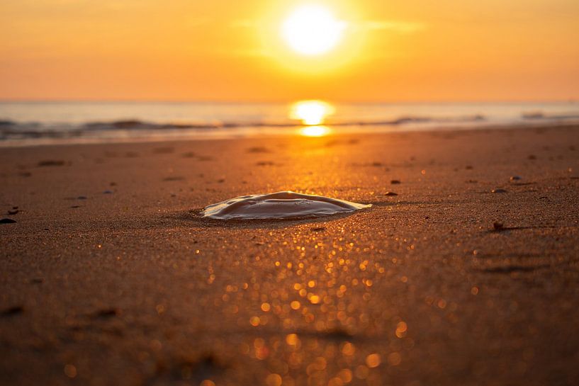 jellyfish at sunset by Eugenlens