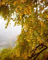 Herbstbaum