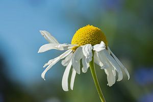 Blüte