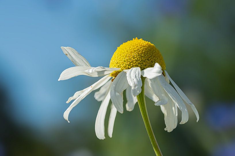 Blüte von Ralf Hickmann