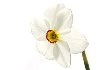 Narcissus Recurvus mit weißem Hintergrund